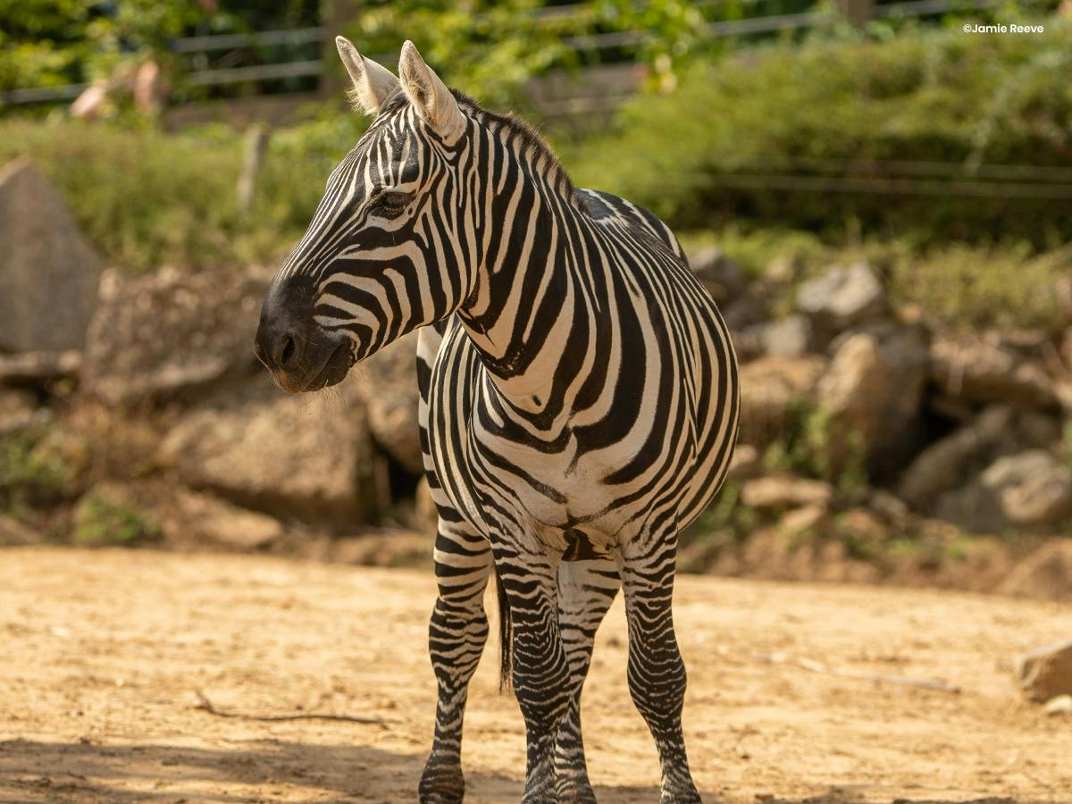 Colchester Zoological Society Tickets - Photo 1 of 6